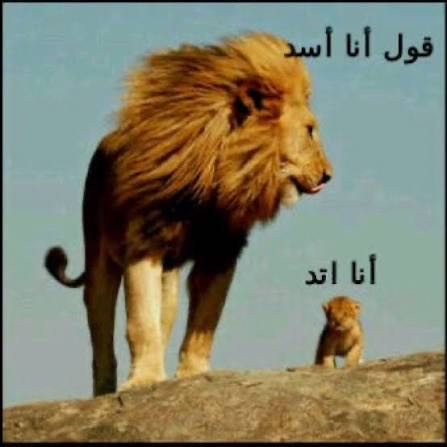 Reply image