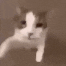 Reply image