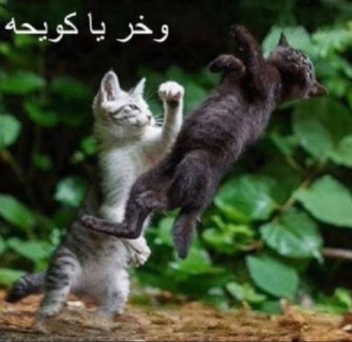 Reply image