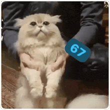 Reply image