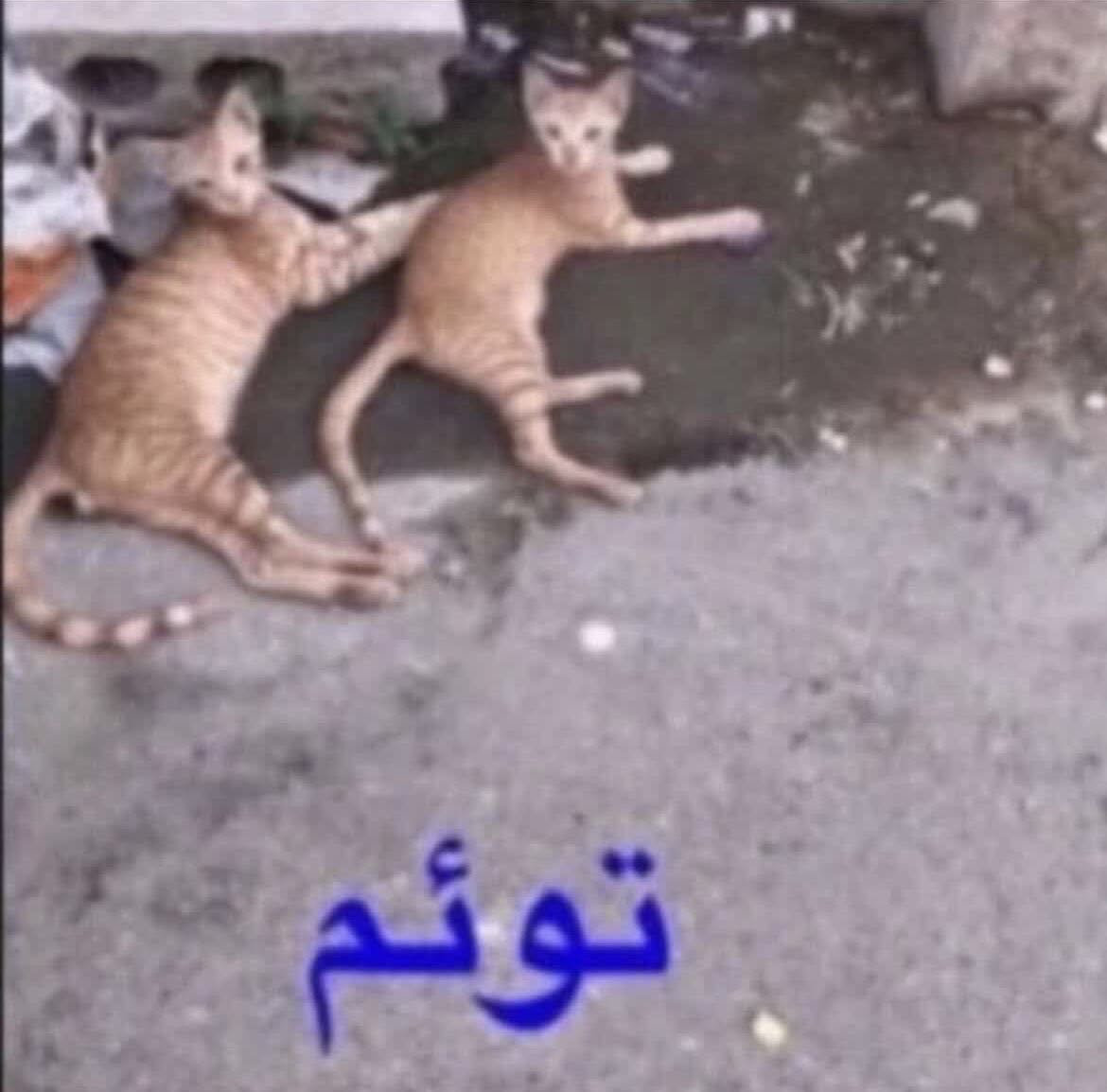Reply image