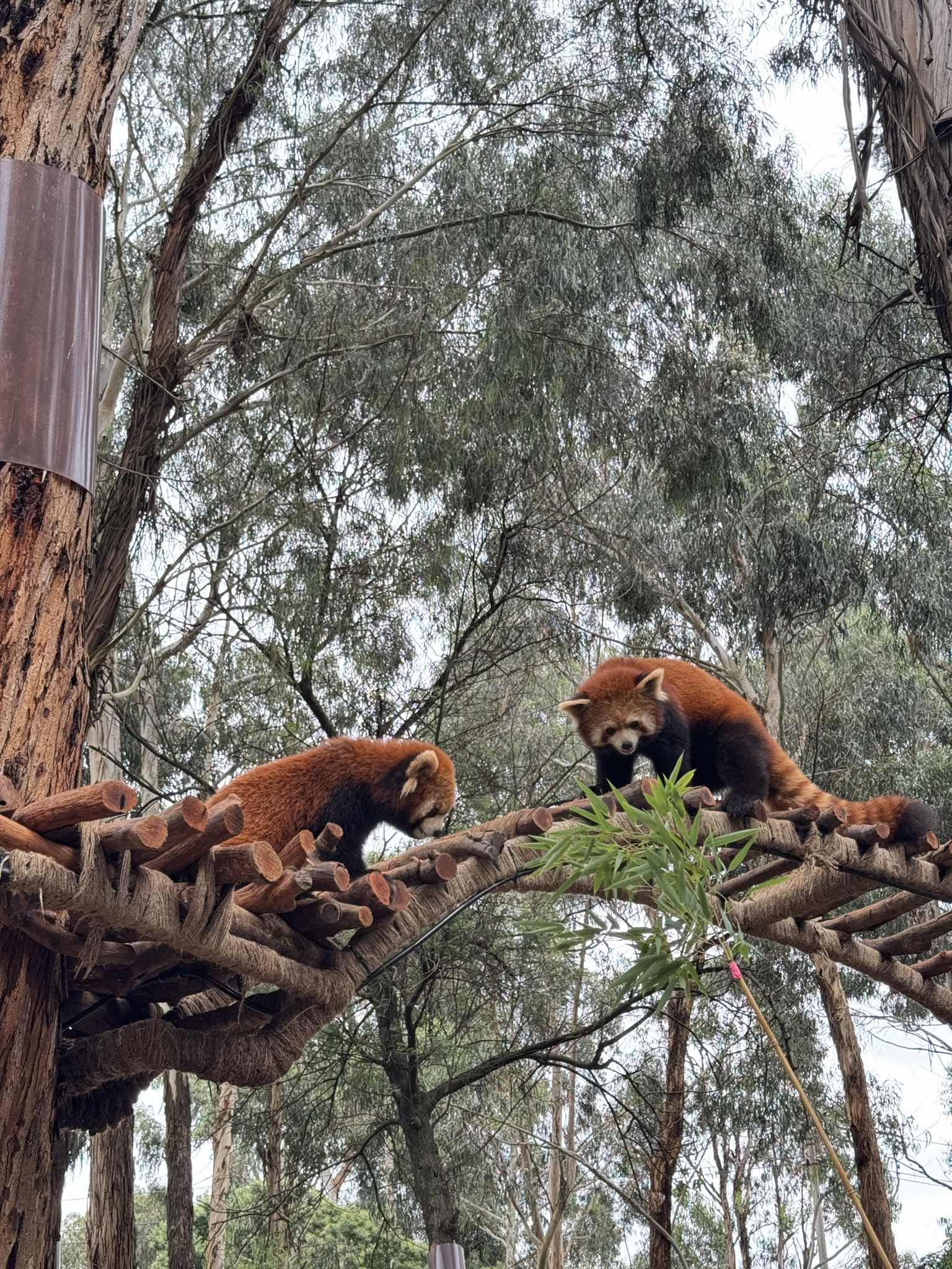 Post media preview