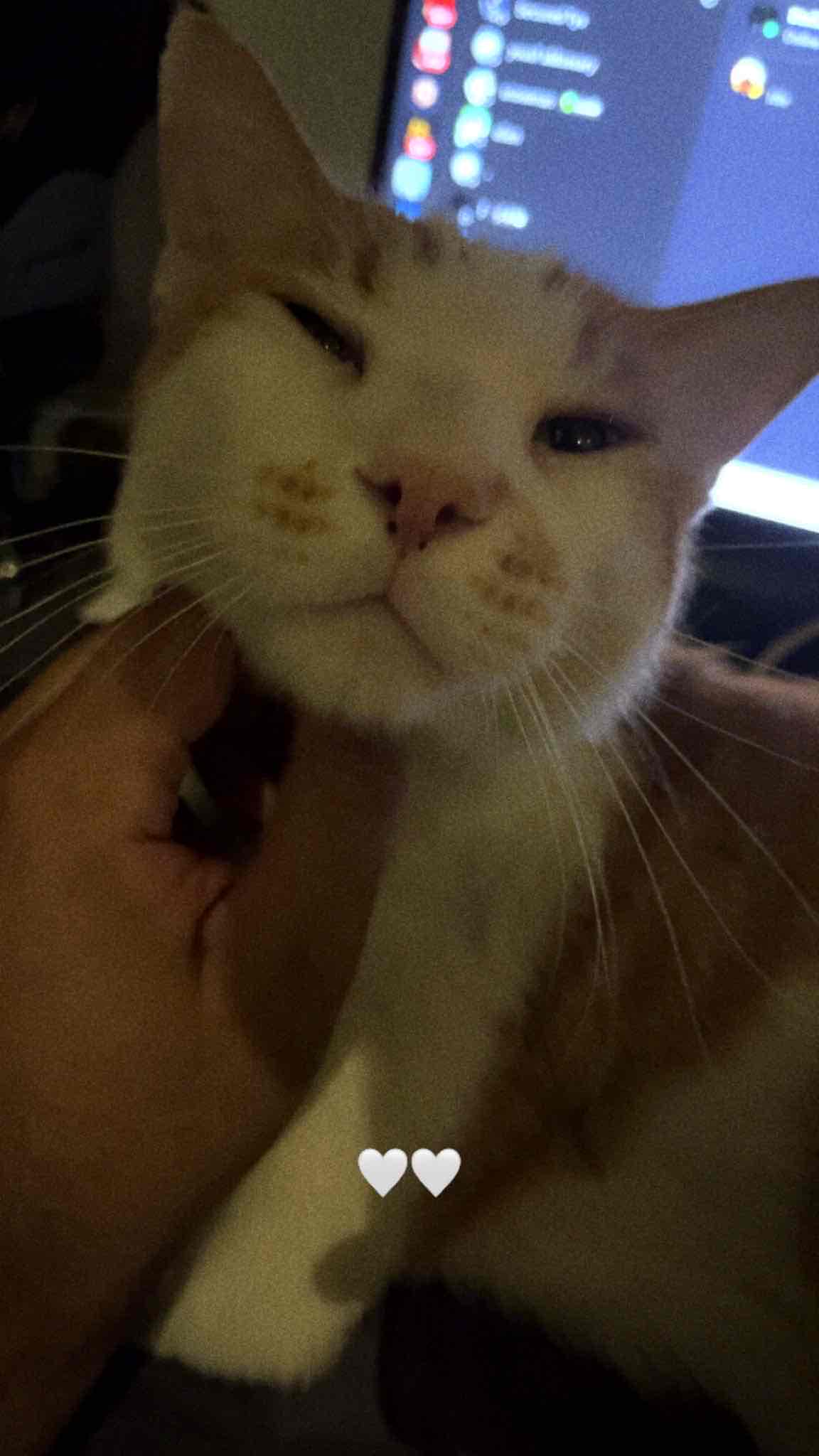 🐈