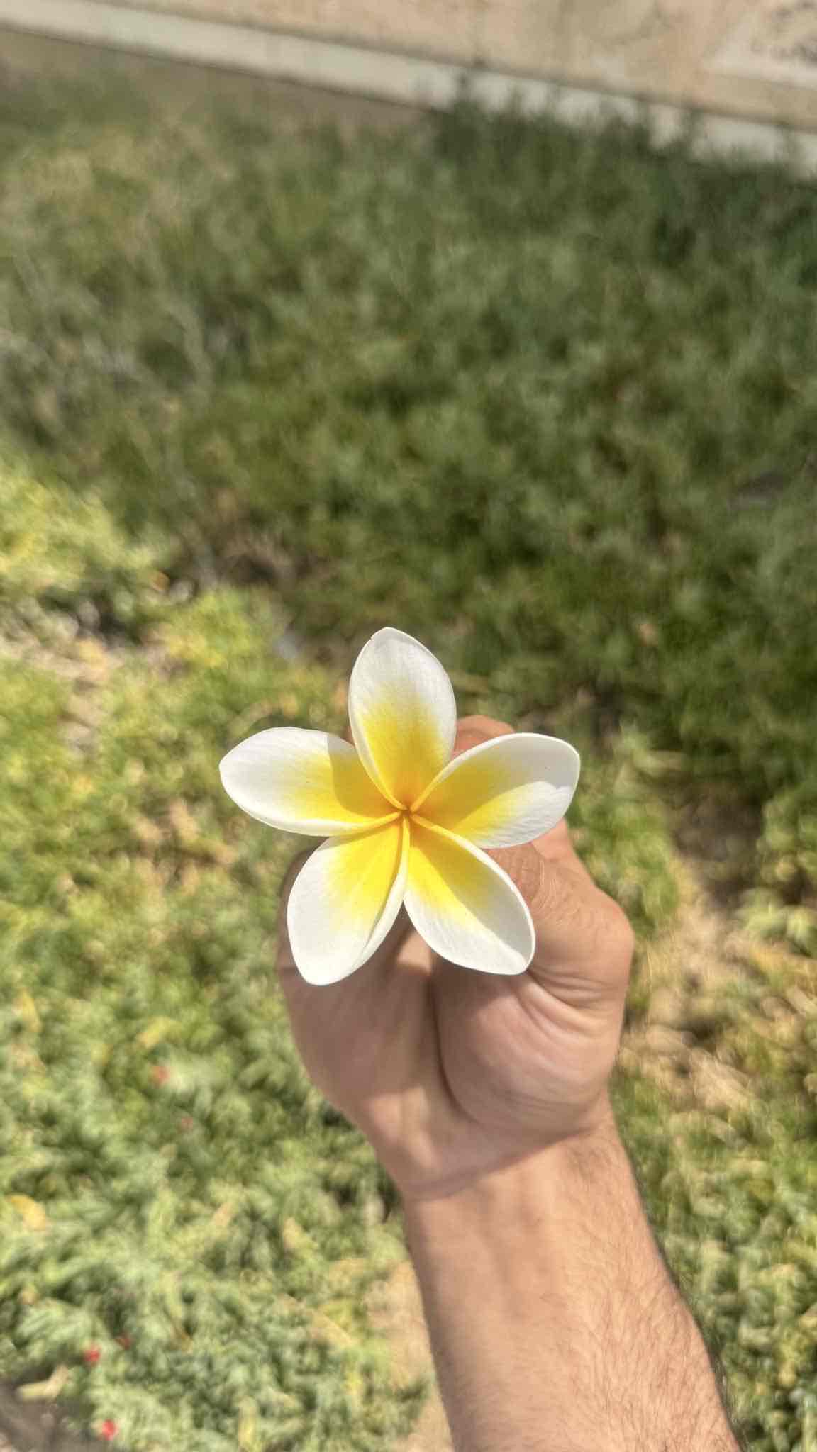 بونايف