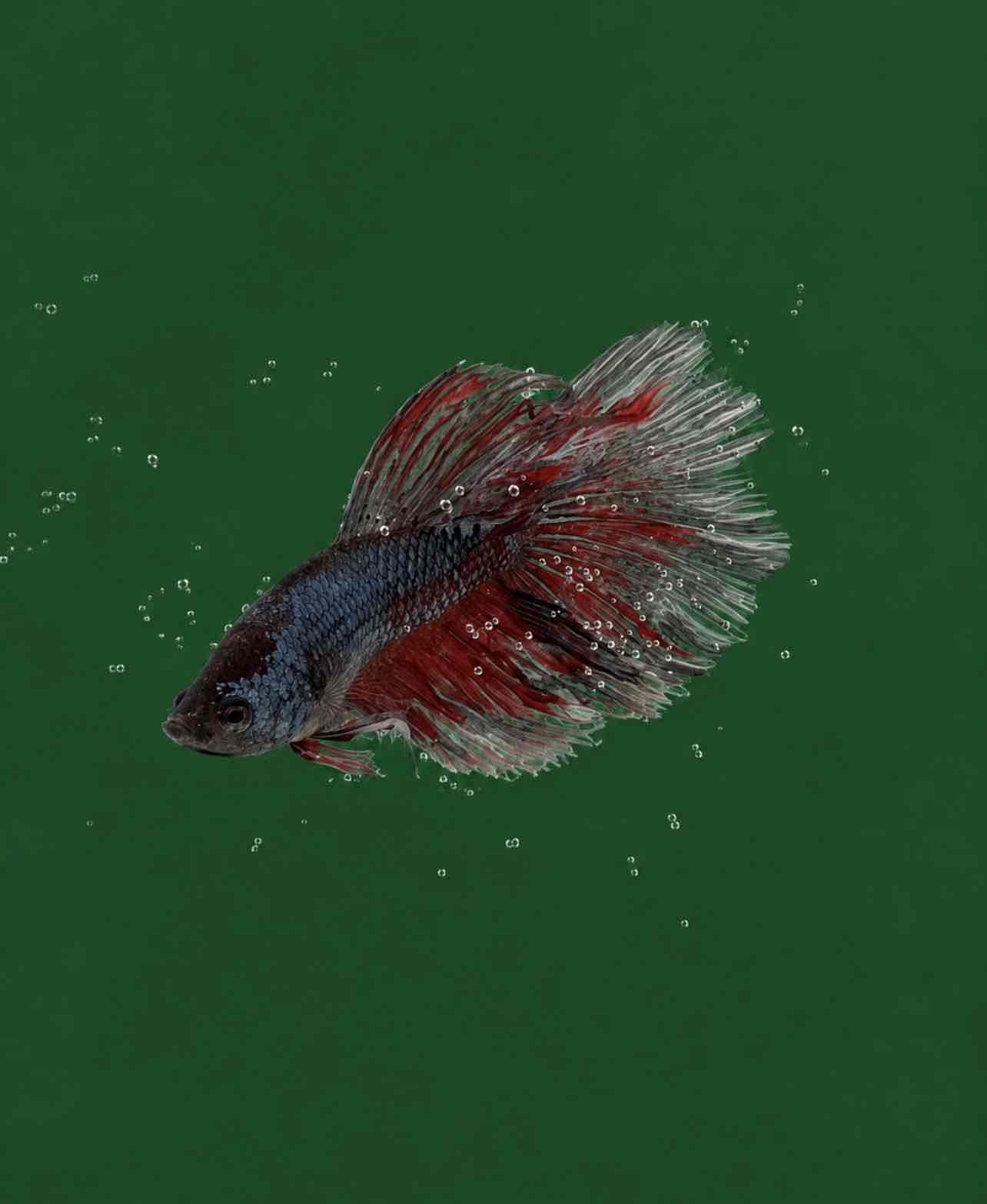 🐟4