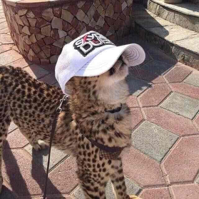الريسه JiNi