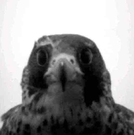 ام دشوري وعزوز | R