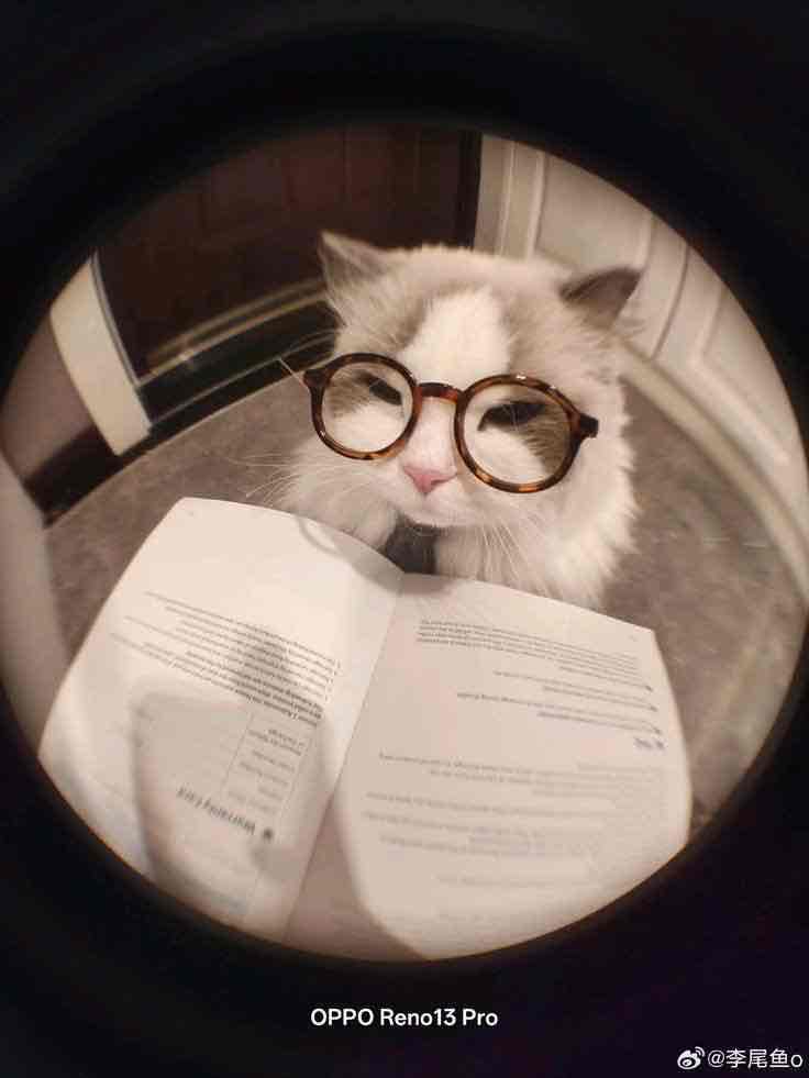 القط الأبيض 👓👨🏻‍🎨