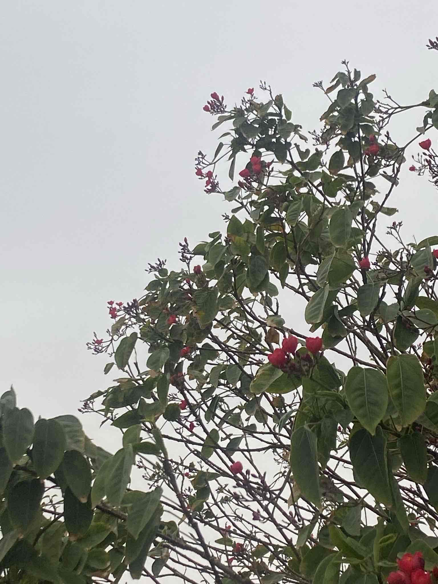 سمــا^✿ ✨ ✓⃝